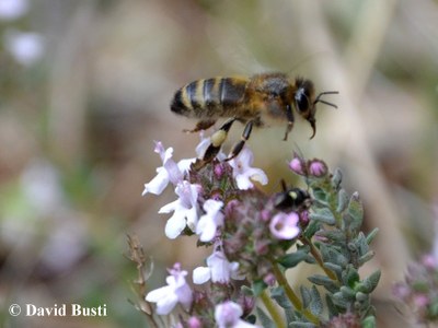 Abeille_recolte_du_nectar4.JPG