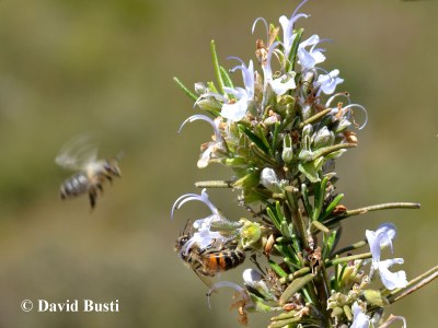 Abeille_sur_fleur_de_Romarin.JPG