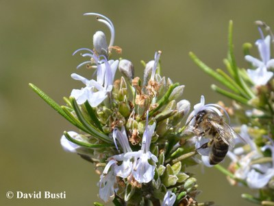 Abeille_sur_fleur_de_Romarin2.JPG