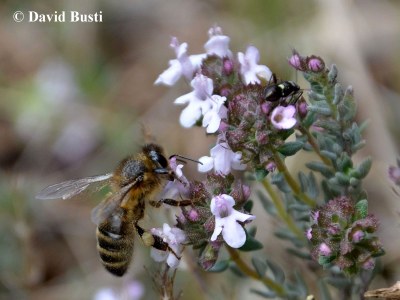 Abeille_sur_fleur_de_Thym.JPG