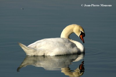 Photo_1.JPG