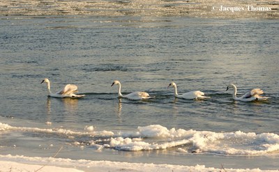 Cygne_tubercule_cygnus_olor_immature_loire
