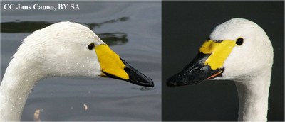 Cygne_chanteur_bewick_identification