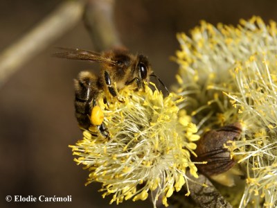 Abeille-Apis-mellifera-sur-saule.jpg