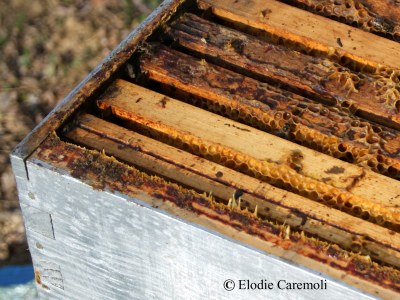 Ruche-cadre-propolis.jpg