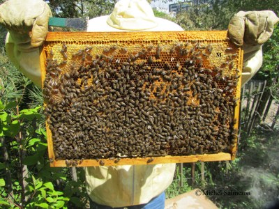 La vie de la ruche
