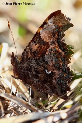 Photo_2.JPG