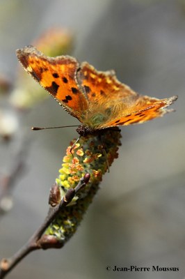 Robert_le_diable_polygonia_c_album_salix_capraea