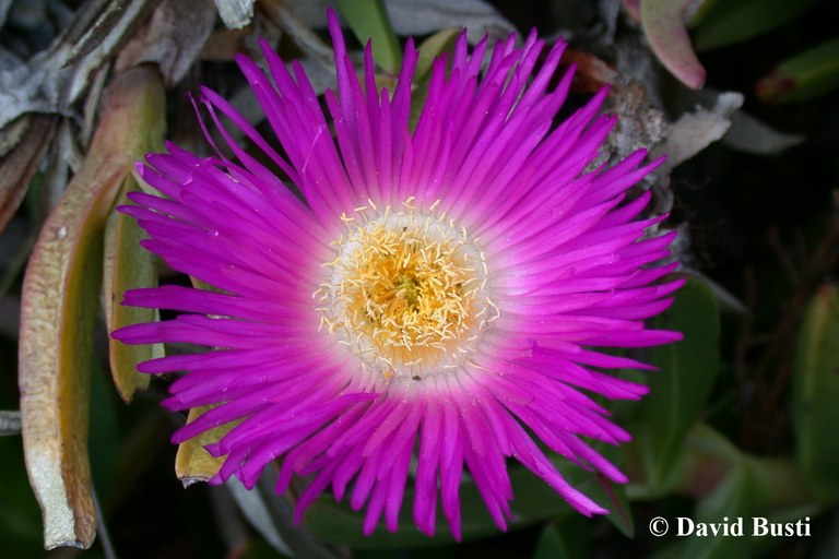 Carpobrotus aff acinaciformis fleur