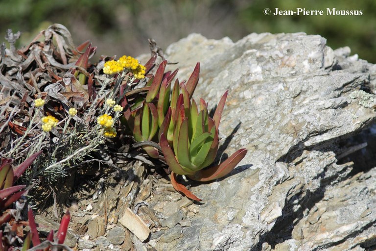 Carpobrotus edulis competition Immortelle