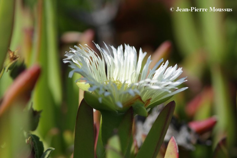 Carpobrotus edulis fleur