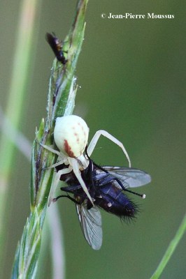 Misumena vatia femelle diptère
