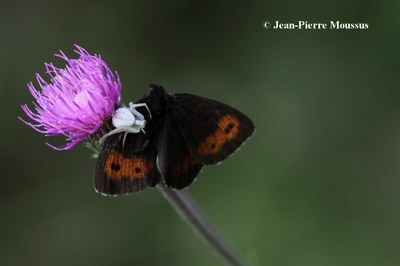 Misumena vatia femelle papillon