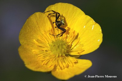 Misumena vatia mâle renoncule