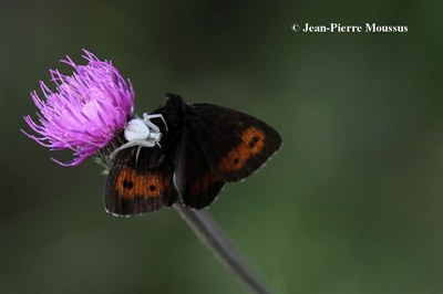 Misumena vatia papillon