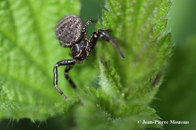 Xysticus cristatus araignee crabe 1