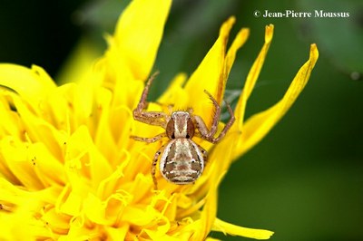 Xysticus cristatus araignee crabe 2