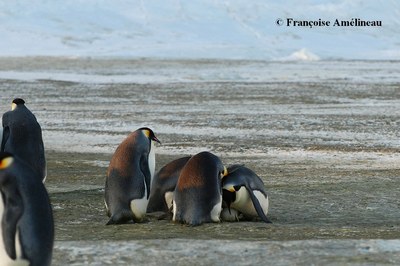 Manchots empereurs rapt 2