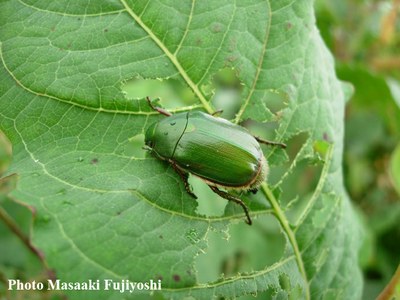 Anomala_albopilosa_albopilosa_imago.jpg