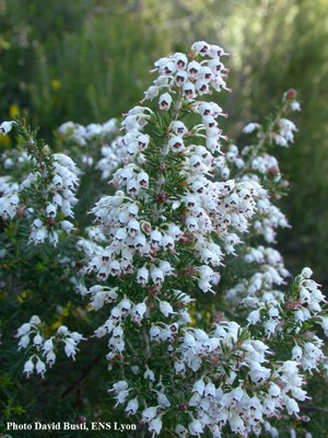 rameau-fleuri-de-bruyere-arborescente.jpg