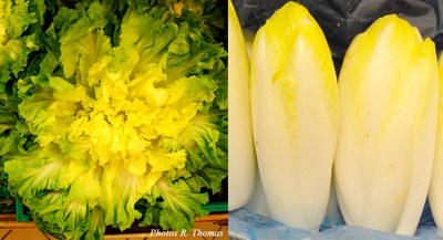 chicoree-et-endive