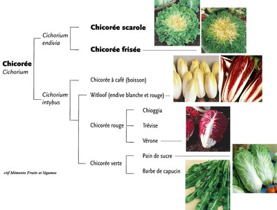 varietes-de-chicoree