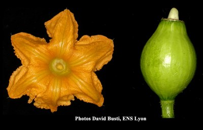 Courges, courgettes et potirons