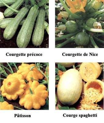 varietes-de-courge