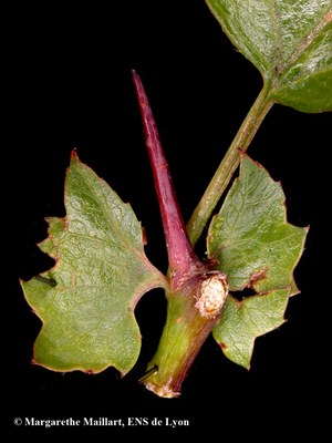 Epines aubepine