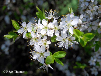 Prunellier fleurs feuilles