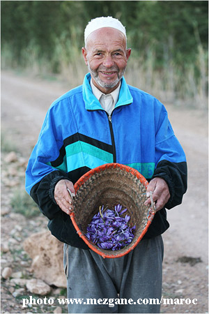Maroc-cueillette-safran