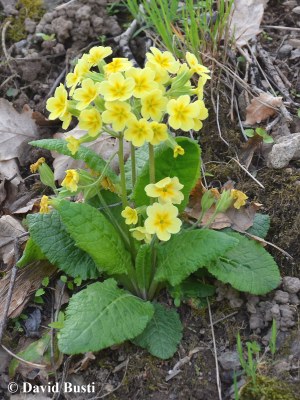 Primula_elatior-Primevere_elevee.jpg