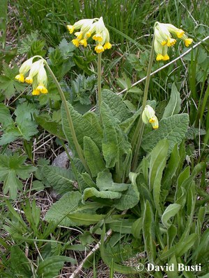 Primula_veris-Primevere_de_printemps.jpg