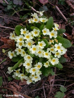 Primula_vulgaris-Primevere_commune.JPG