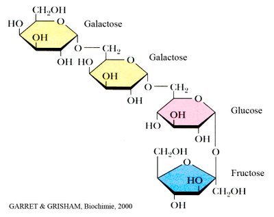 Stachyose-formule.jpg — Département de Biologie