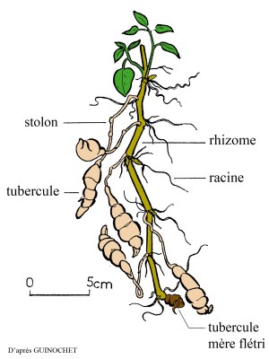 Crosne-schema-appareil-souterrain.jpg