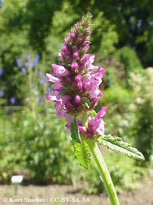 Stachys_affinis-fleurs.jpg