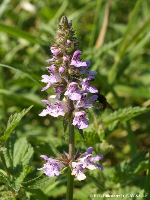 Stachys_palustris.jpg