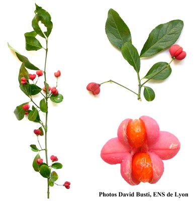 fusain-rameau-avec-fruits1