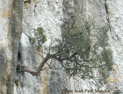 genevrier-de-phenicie-ecologie-2.jpg