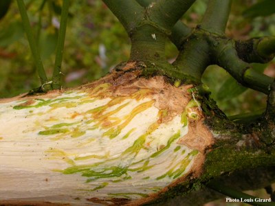 Suçoirs-cordons-corticaux-gui.jpg