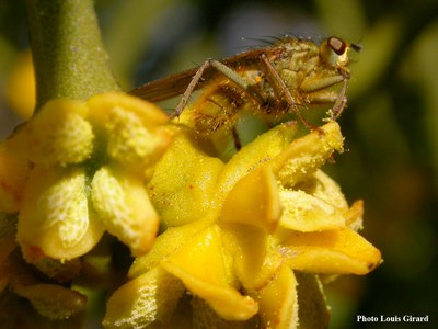 fleurs-males-gui.jpg