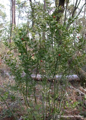 Fragon-Ruscus-aculeatus.jpg