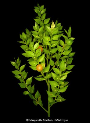 Fragon-Ruscus-aculeatus2.jpg