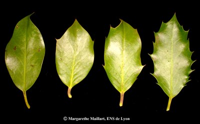 Houx-Ilex_aquifolium-Feuilles.jpg