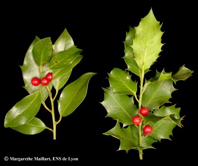 Houx-Ilex_aquifolium-Rameaux.jpg