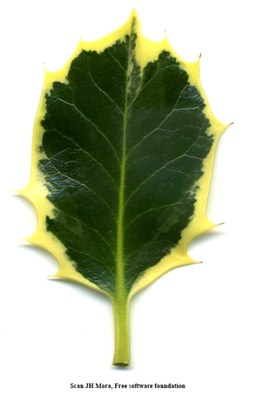 Ilex_aquifolium_aureomarginata.jpg