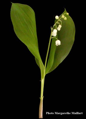 Muguet-image-appel2.jpg
