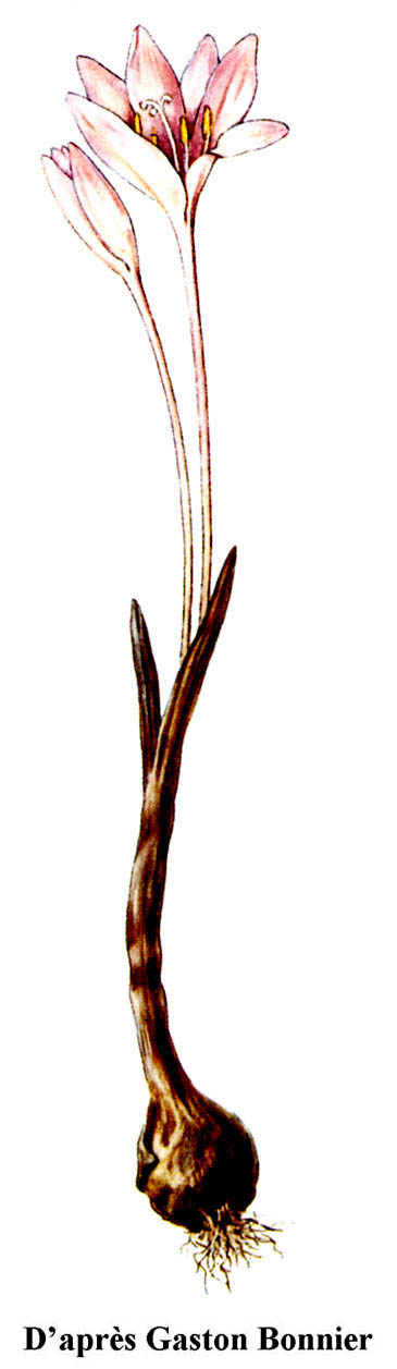 Colchique d’automne-Colchicum automnale
