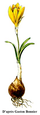 crocus-jaune-sterbergia-lutea